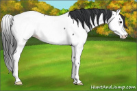 Horse Color:Blue Roan Splash Fewspot 