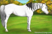 Horse Color:Bay Roan Splash Appaloosa Rabicano 