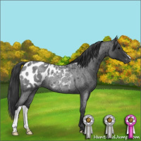 Horse Color:Blue Roan Appaloosa Rabicano 