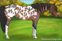 Horse Color:Brown Roan Appaloosa 