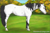 Horse Color:Blue Roan Fewspot Rabicano 