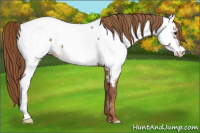 Horse Color:Chestnut Fewspot 