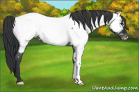 Horse Color:Blue Roan Appaloosa 
