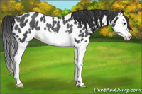 Horse Color:Blue Roan Splash Appaloosa Rabicano