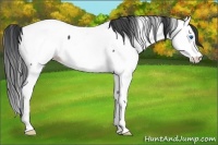 Horse Color:Blue Roan Splash Appaloosa 