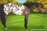 Horse Color:Bay Roan Appaloosa Rabicano 