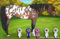 Horse Color:Bay Roan Appaloosa