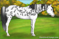 Horse Color:Black Ice Splash Appaloosa 