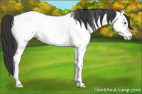 Horse Color:Blue Ice Roan Splash Fewspot Rabicano 