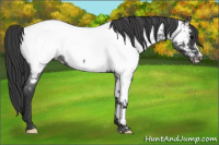 Horse Color:Blue Roan Appaloosa 