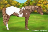 Horse Color:Chestnut Appaloosa 