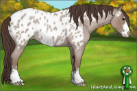 Horse Color:Classic Champagne Roan Sabino Appaloosa