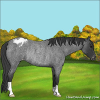 Horse Color:Blue Roan Appaloosa Rabicano 
