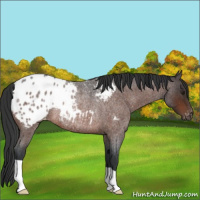 Horse Color:Brown Roan Blanket Rabicano 
