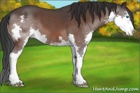 Horse Color:Brown Roan Sabino Splash 