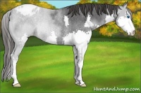 Horse Color:Blue Roan Splash Appaloosa Rabicano