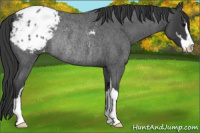 Horse Color:Blue Roan Sabino Appaloosa Rabicano 