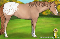 Horse Color:Gold Champagne Roan Sabino Appaloosa 