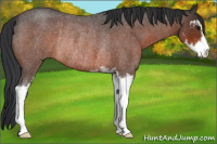 Horse Color:Bay Roan Sabino Rabicano 