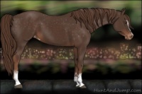 Horse Color:White Spotted Liver Chestnut Varnish 