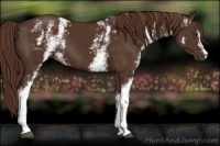 Horse Color:White Spotted Liver Chestnut