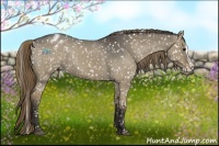 Horse Color:Smoky Grullo Splash Appaloosa