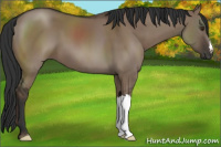 Horse Color:Liver Red Dun 