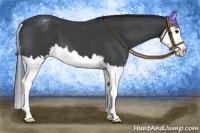 Horse Color:Blue Roan Splash Varnish