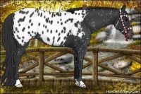 Horse Color:Black Mushroom Near Leopard 