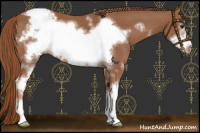 Horse Color:White Spotted Chestnut Frame Appaloosa 