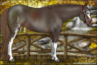 Horse Color:White Spotted Liver Chestnut 