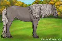 Horse Color:Silver Grullo 