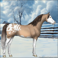 Horse Color:Amber Champagne Splash Appaloosa 