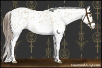 Horse Color:Bay Dun Splash Leopard 