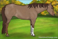 Horse Color:Liver Red Dun 