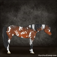 Horse Color:White Spotted Brown 