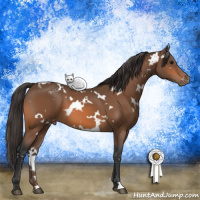 Horse Color:White Spotted Bay Appaloosa 