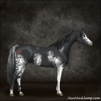Horse Color:White Spotted Black 
