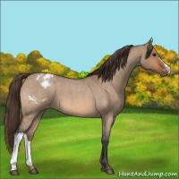 Horse Color:Bay Roan Dun Appaloosa 