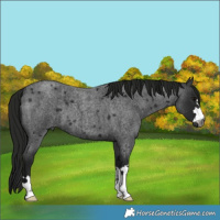 Horse Color:Gray Blue Roan 