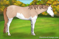 Horse Color:Gold Champagne Roan Splash 