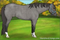 Horse Color:Grullo Roan Varnish 