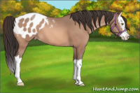 Horse Color:Sable Champagne Splash Appaloosa