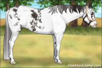 Horse Color:Smoky Black Sabino 