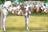 Horse Color:Chocolate Palomino Sabino Appaloosa
