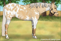 Horse Color:White Spotted Palomino Dun Blanket 