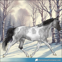 Horse Color:Smoky Blue Roan Tobiano 