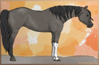 Horse Color:Grullo