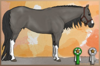Horse Color:Grullo