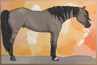 Horse Color:Grullo 
